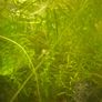 Fresh water plants and snails Image 2