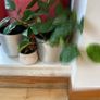 plants Image 5
