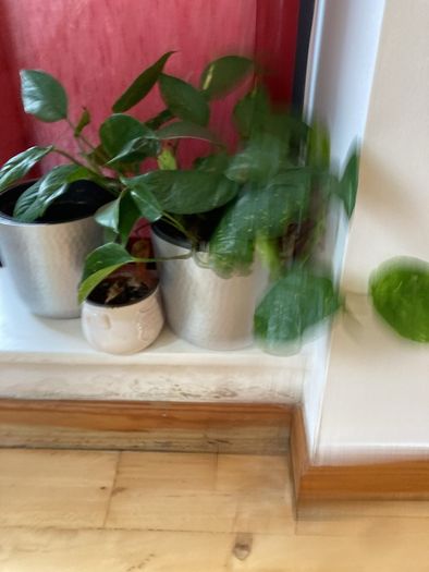 plants