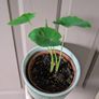 house plants 11++ Image 10