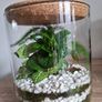 Plant Image 2