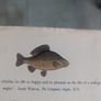 Fishing Books Image 5