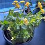 kalanchoe Image 8