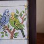 budgies picture Image 3