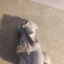Pastel Grey Collection Hathaway International Dog Figurine Playing With A Shose. Image 7