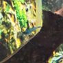 Shrimps Image 6