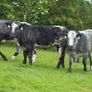 Roan Blue Heifers for Gortatlea Mart Image 10