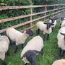 Suffolk X hoggets - 11 Image 3