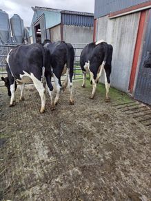 Incalf friesian heifers