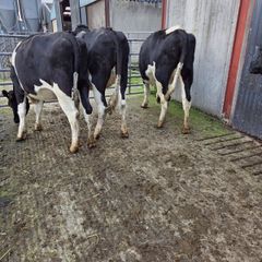 Incalf friesian heifers