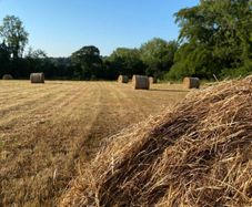 Hay Bales For Sale