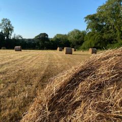 Hay Bales For Sale