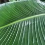 Stunning large bird of paradise tropical plant Image 3