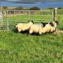 Organic Cheviot/suffolf cross ewe lambs Image 3