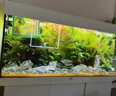 Fish Tank Plants