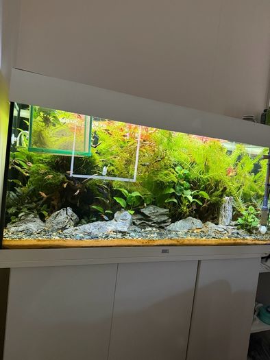 Fish Tank Plants
