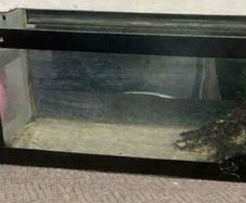 Fish Tank