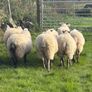 Crossbred hoggets for sale Image 3