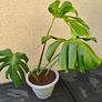 Monstera plant Image 3