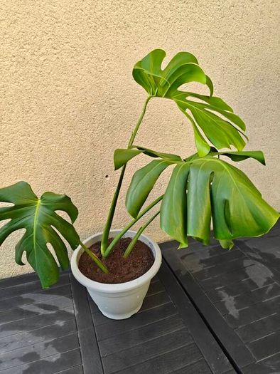 Monstera plant