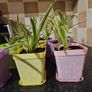 house plant Image 2