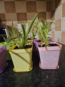 house plant
