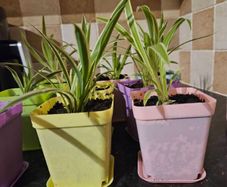 house plant