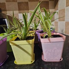 house plant