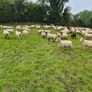 Good Quality Organic Hogget Sheep Image 9