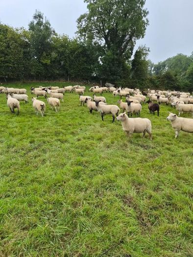 Good Quality Organic Hogget Sheep