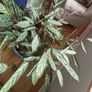 Large, mature Ctenanthe 'Amagris' (Fishbone Prayer Plant) Image 2