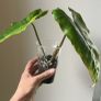 Philodendron Parasio Verde Image 2
