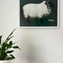 Blackface Mountain Sheep Achill, 2D framed 16 x 12 inch Image 6