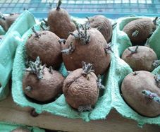 Chitted seed potatoes, ready to be planted!