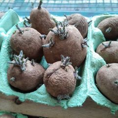 Chitted seed potatoes, ready to be planted!