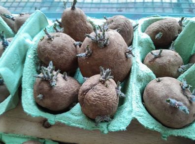 Chitted seed potatoes, ready to be planted!