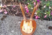 vintage hunting trophy