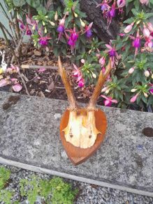 vintage hunting trophy