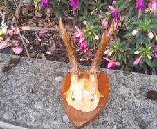 vintage hunting trophy