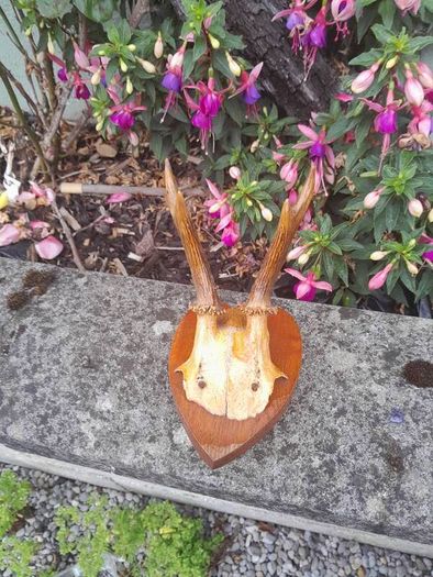 vintage hunting trophy