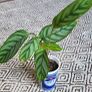 Small house plant bundle + variegated Monstera Image 4
