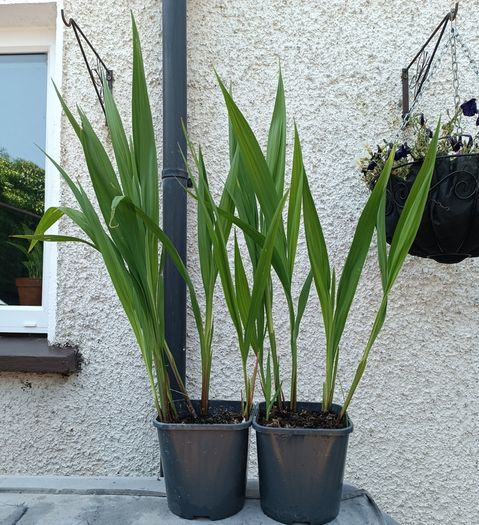 2 Lucifer Plants