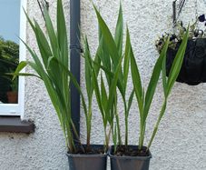 2 Lucifer Plants