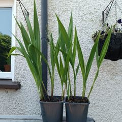 2 Lucifer Plants