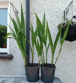2 Lucifer Plants