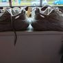 ladies fila trainers size 5.5 Image 6