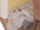 Dog minder Image 3