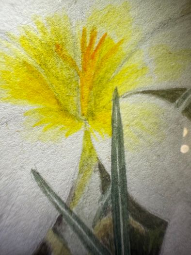 Original E.A. McEwen Watercolour - Crocuses - Signed - Belfast Artist
