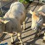 Galway Rams sis approved Image 4