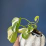 plant n'joy pothos Image 2